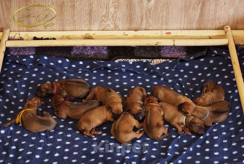 Собаки в других городах Московской области: Щенки риджбека из питомника РКФ Мальчик, Бесплатно - фото 4