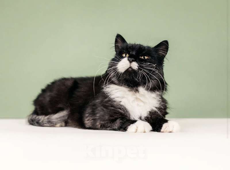 Кошки в Москве: Метис мейн-куна окраса черный дым Матильда в дар Девочка, 1 руб. - фото 2