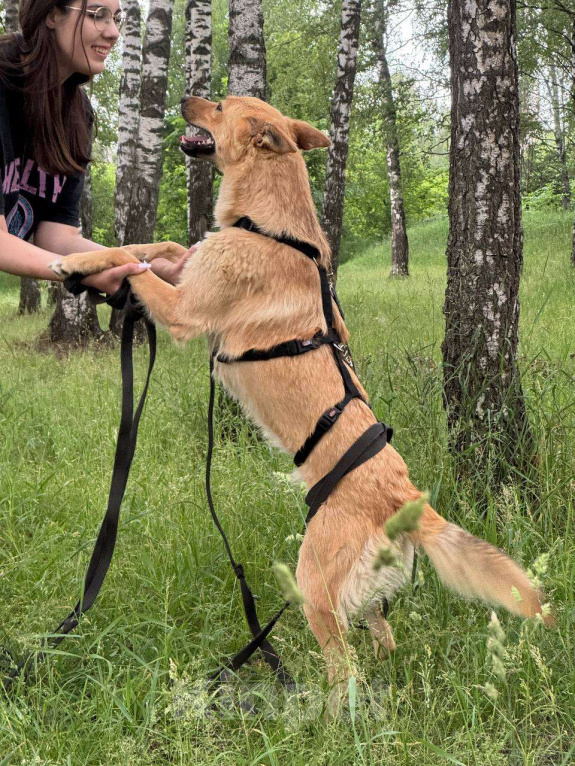 Собаки в Москве: Сладкая девчонка  Девочка, Бесплатно - фото 3