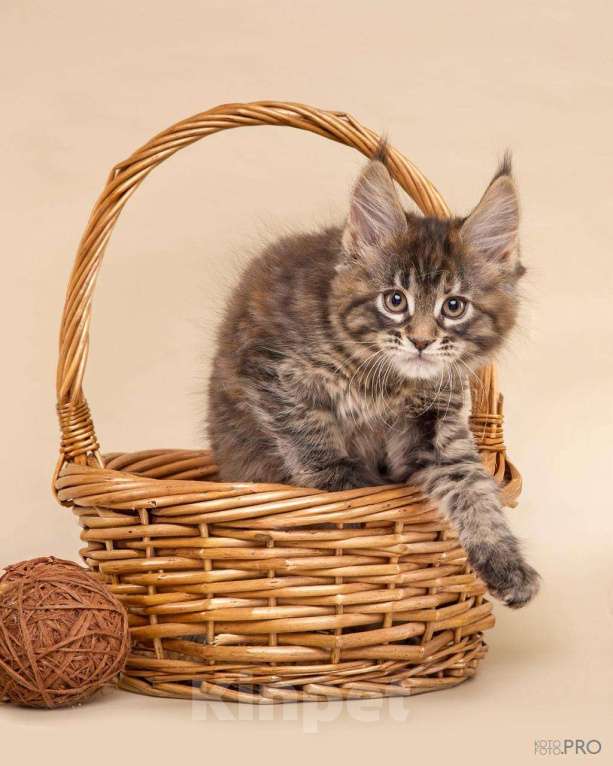 Кошки в Новосибирске: ОТКРЫТО РЕЗЕРВИРОВАНИЕ КОТЯТ Девочка, Бесплатно - фото 3