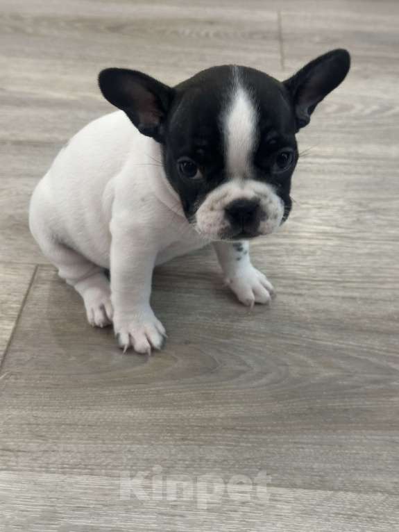 Собаки в Кургане: Французский бульдог, щенок Девочка, 35 000 руб. - фото 3