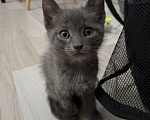 Кошки в Екатеринбурге: Мама кошка и её котята ищут будущих хозяев! Разнополые, Бесплатно - фото 7