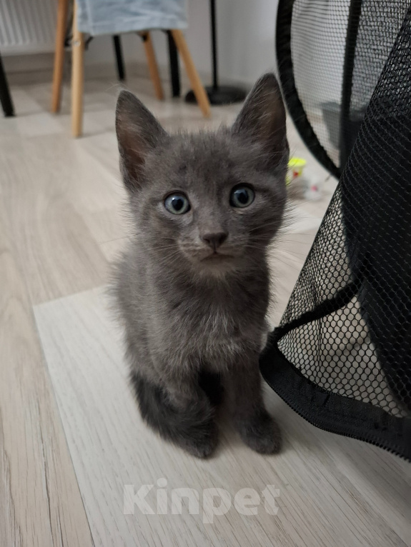 Кошки в Екатеринбурге: Мама кошка и её котята ищут будущих хозяев! Разнополые, Бесплатно - фото 7