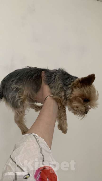 Собаки в Воронеже: Бимо,я ищу тебя ! Мальчик, 5 000 руб. - фото 5