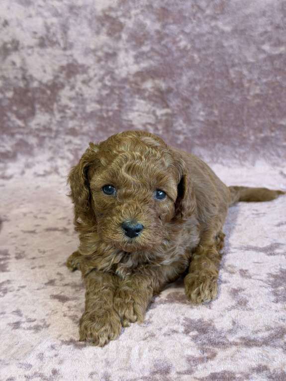 Собаки в Москве: Девочка той пудель  Девочка, 80 000 руб. - фото 4