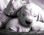 Собаки в Иркутске: Золотистый ретривер щенок Девочка, 60 000 руб. - фото 1