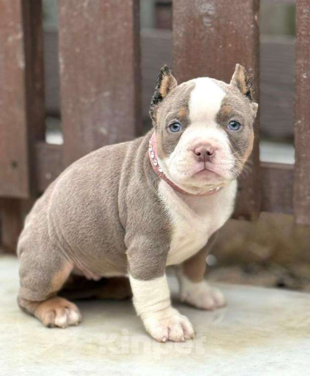 Собаки в других городах Московской области: Американский Булли щенок  Девочка, 130 000 руб. - фото 3