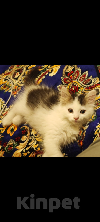 Кошки в Москве: Нашедшим гарантированный вознаграждение 2000р Девочка, 2 000 руб. - фото 8