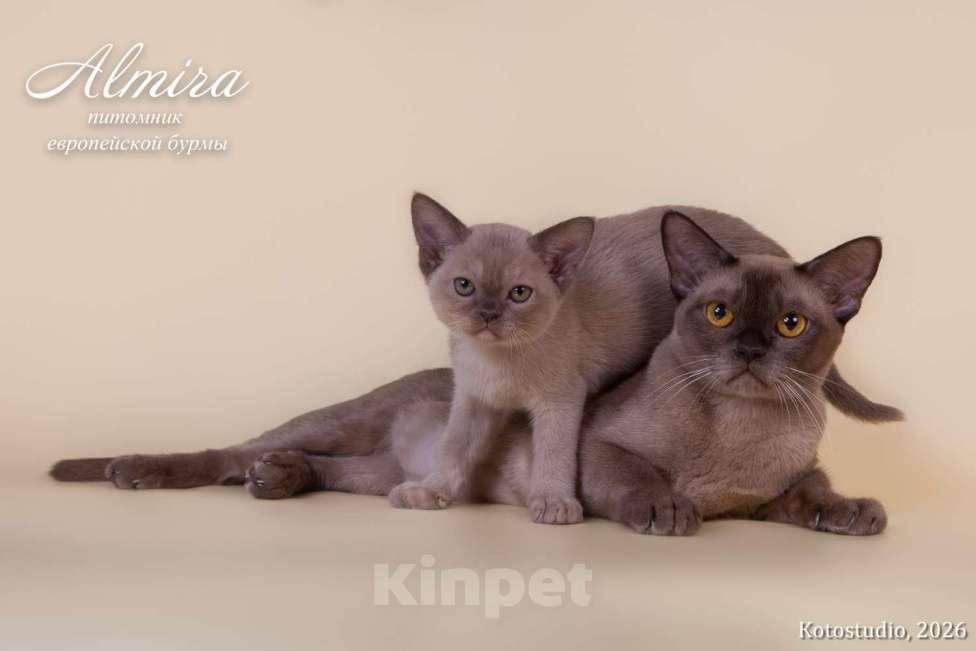 Кошки в Москве: Шоколадные котята питомника Almirа Разнополые, 70 000 руб. - фото 8