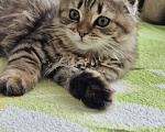 Кошки в Ростове-на-Дону: Шотландские вислоухие котята Девочка, 6 000 руб. - фото 7