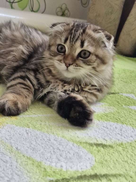 Кошки в Ростове-на-Дону: Шотландские вислоухие котята Девочка, 6 000 руб. - фото 7