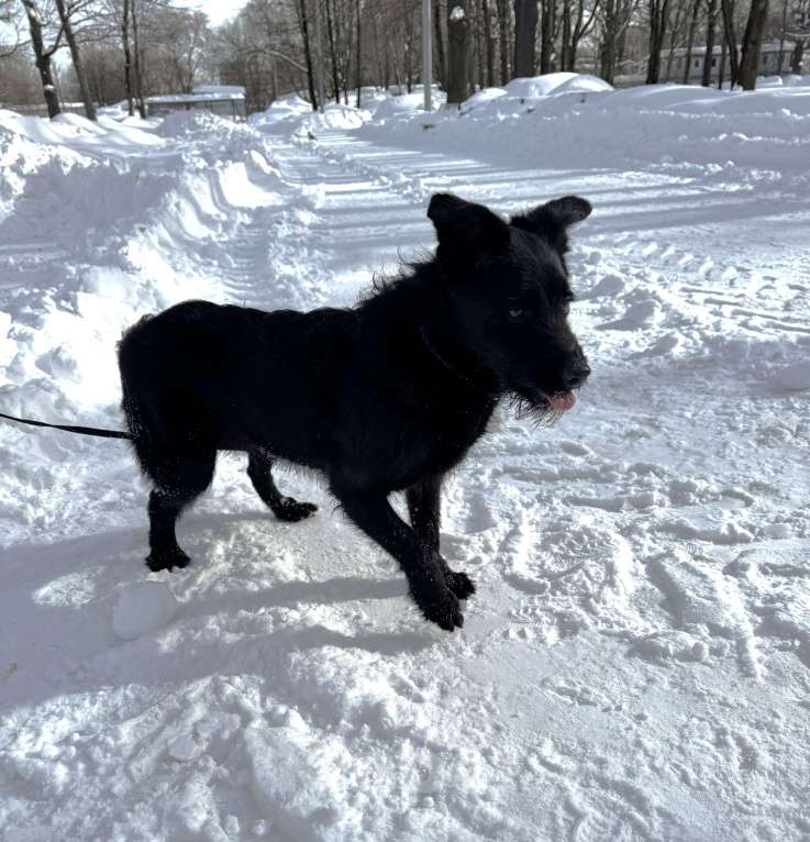 Собаки в Москве: Собака бесплатно в Москве Мальчик, Бесплатно - фото 8