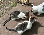 Кошки в других городах Московской области: Котята в добрые руки! Разнополые, Бесплатно - фото 5