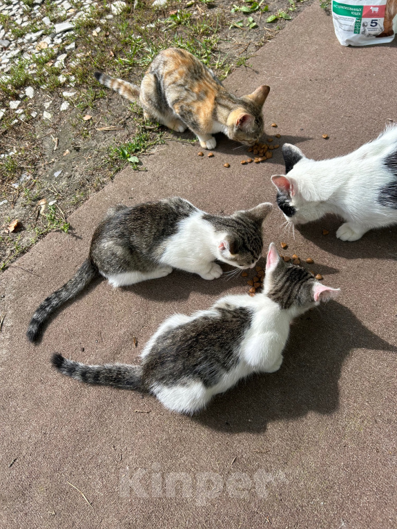 Кошки в других городах Московской области: Котята в добрые руки! Разнополые, Бесплатно - фото 5