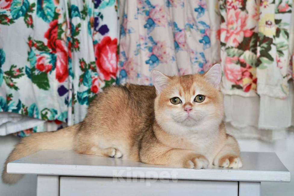 Кошки в Москве: Британский мальчик Равиоли Мальчик, 55 000 руб. - фото 3