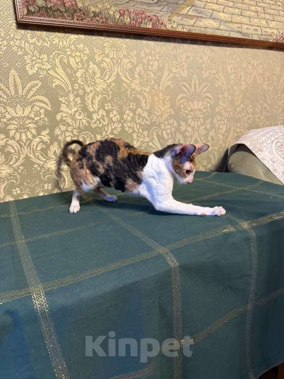 Кошки в Санкт-Петербурге: Корниш -рекс Девочка, 40 000 руб. - фото 2