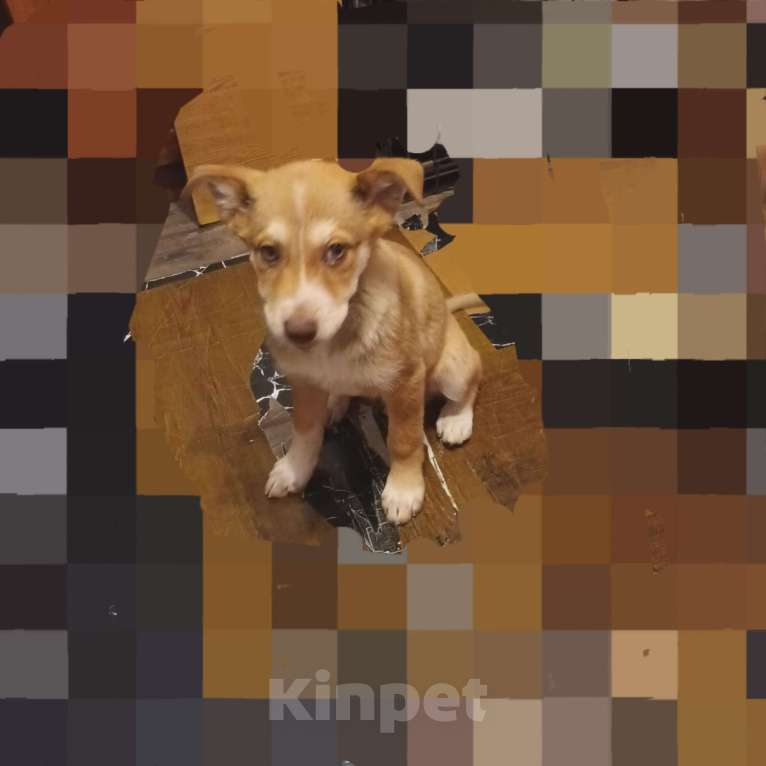 Собаки в Санкт-Петербурге: Щенок в добрые руки Девочка, Бесплатно - фото 1