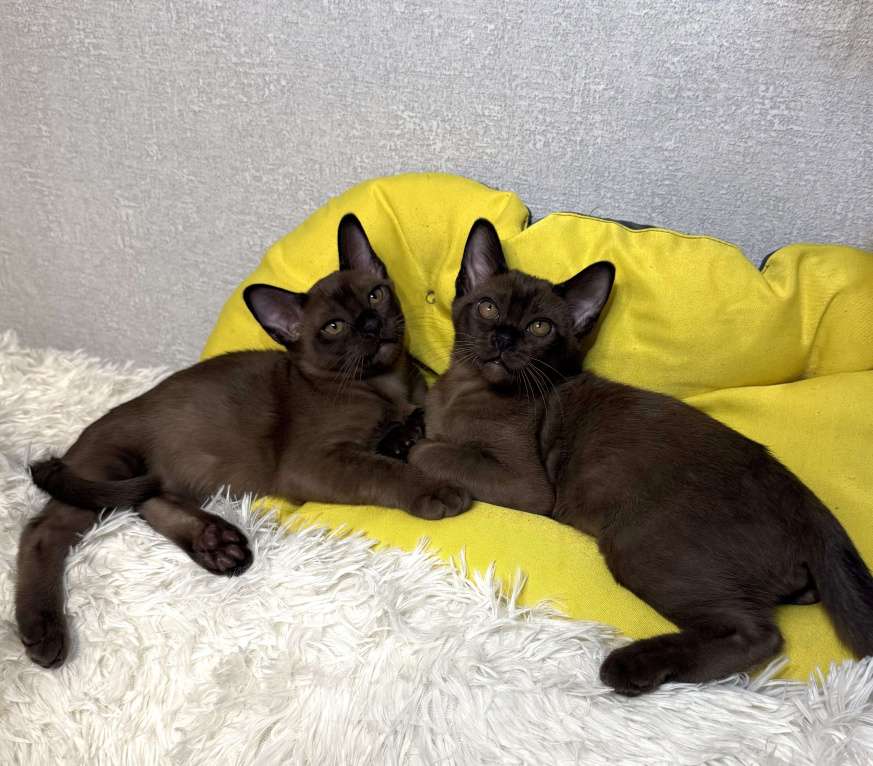 Кошки в Москве: Котята Европейская Бурма Мальчик, 80 000 руб. - фото 1