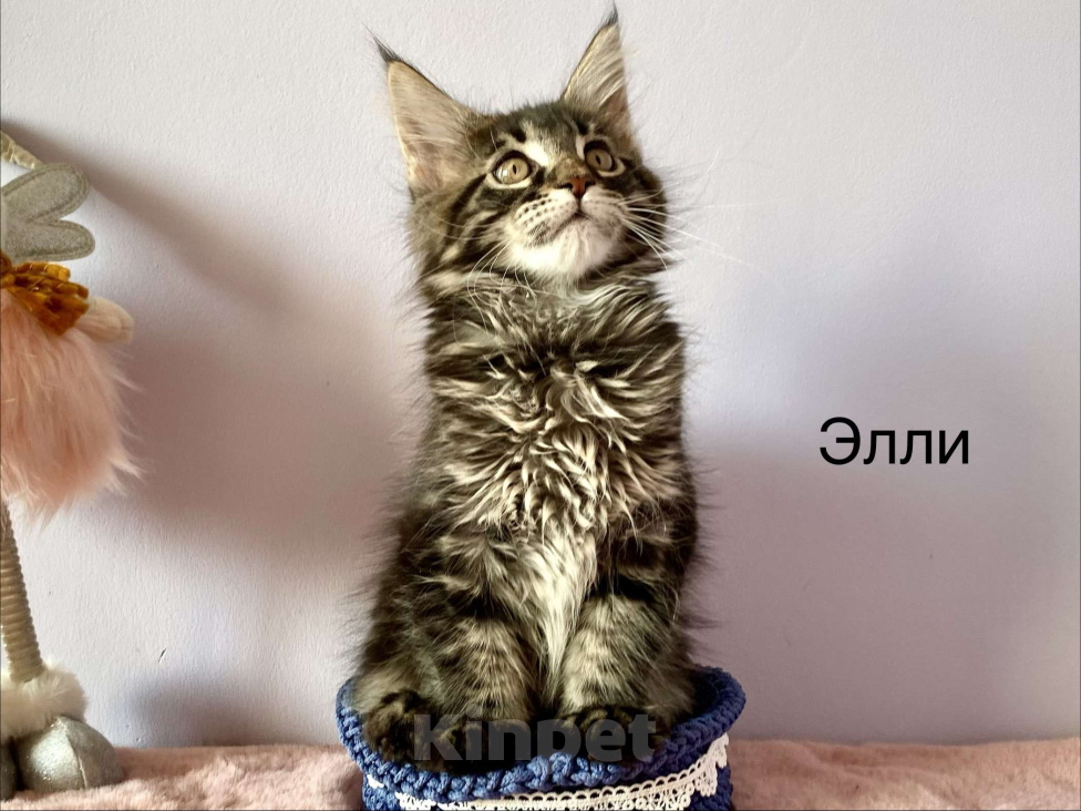 Кошки в Санкт-Петербурге: Котенок Мейн Кун девочка лесного окраса  Девочка, 45 000 руб. - фото 3