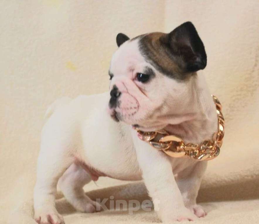 Собаки в Москве: Щенок француз Мальчик, 130 000 руб. - фото 6