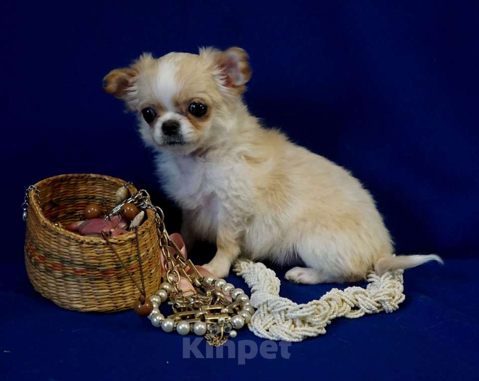 Собаки в Кудрово: Мини Нелиана Девочка, 80 000 руб. - фото 4