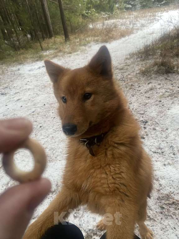 Собаки в Нижнем Тагиле: Продать, по ситуации у хозяина Мальчик, 50 000 руб. - фото 7