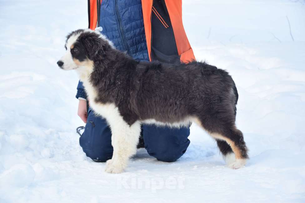 Собаки в Домодедово: Щенок аусси, австралийская овчарка Девочка, 75 000 руб. - фото 3