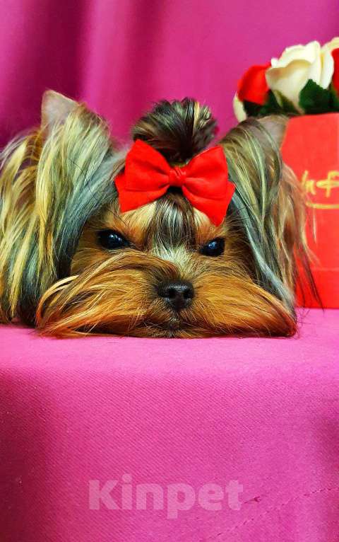 Собаки в Москве: МАЛЬЧИКИ-КРАСАВЧИКИ РКФ Мальчик, Бесплатно - фото 10