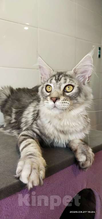 Кошки в Челябинске: Огромный серебряный мальчик Мальчик, 35 000 руб. - фото 4