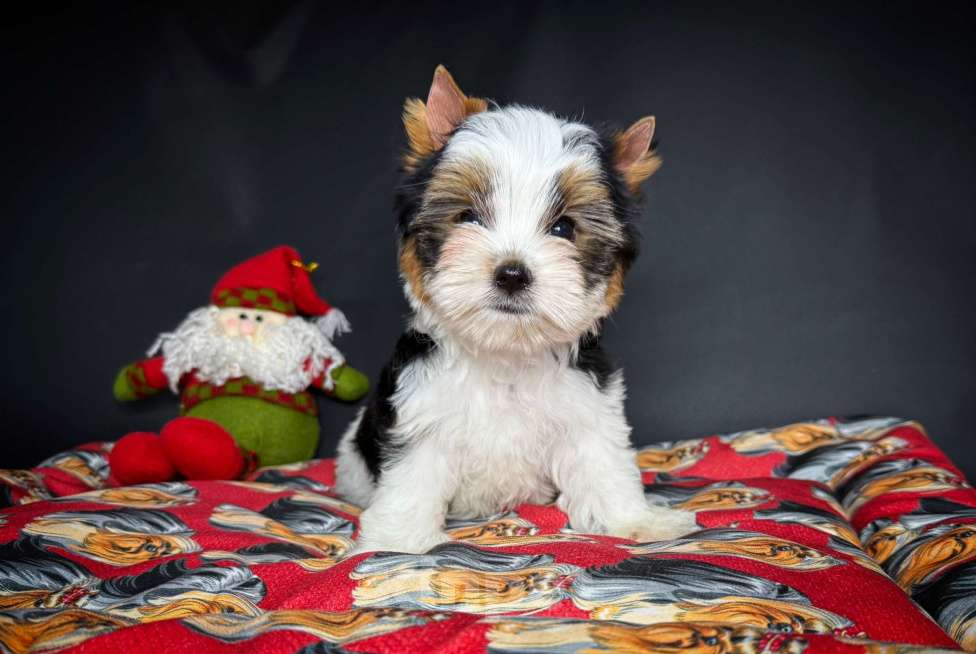 Собаки в Краснодаре: Прекрасный мальчик Бивер, РКФ  Мальчик, 30 000 руб. - фото 4