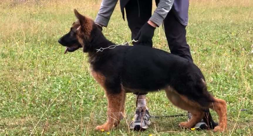 Собаки в Екатеринбурге: Team Allemo Haus Melissa Девочка, 50 000 руб. - фото 5