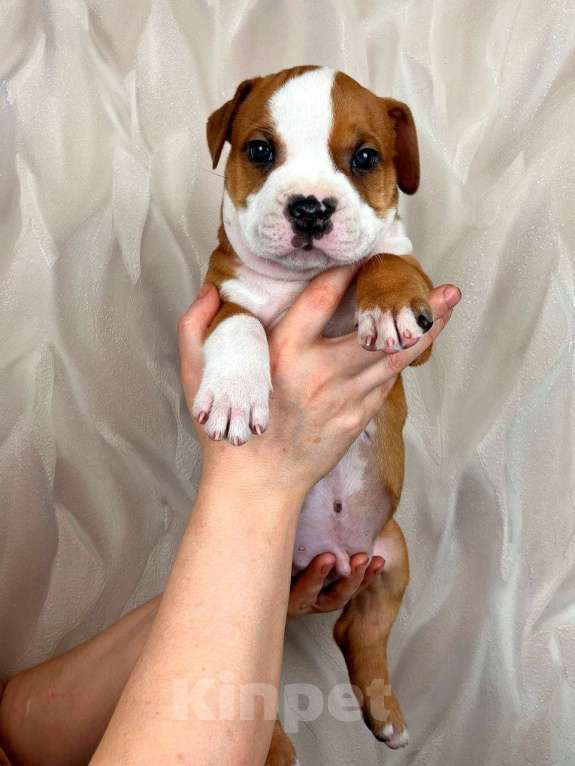 Собаки в Москве: Шикарный мальчик амстаффа  Мальчик, 35 000 руб. - фото 5