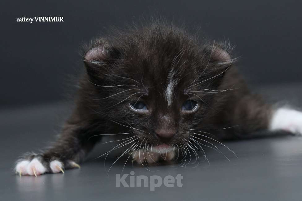 Кошки в Санкт-Петербурге: Американский керл Мальчик, Бесплатно - фото 3