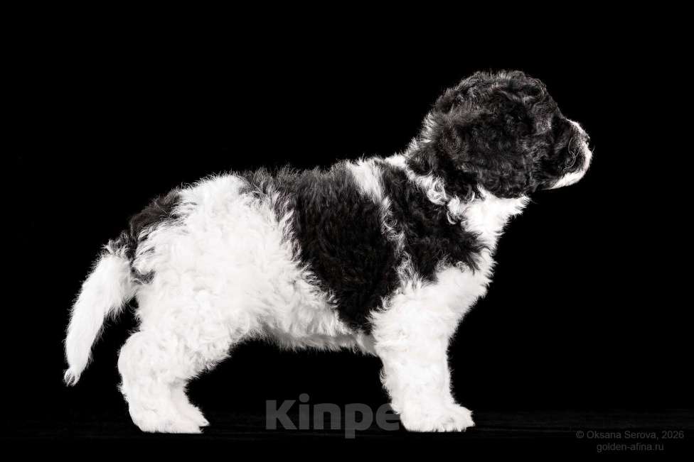 Собаки в других городах Ярославской области: Щенки испанской водяной собаки! Разнополые, 200 000 руб. - фото 8