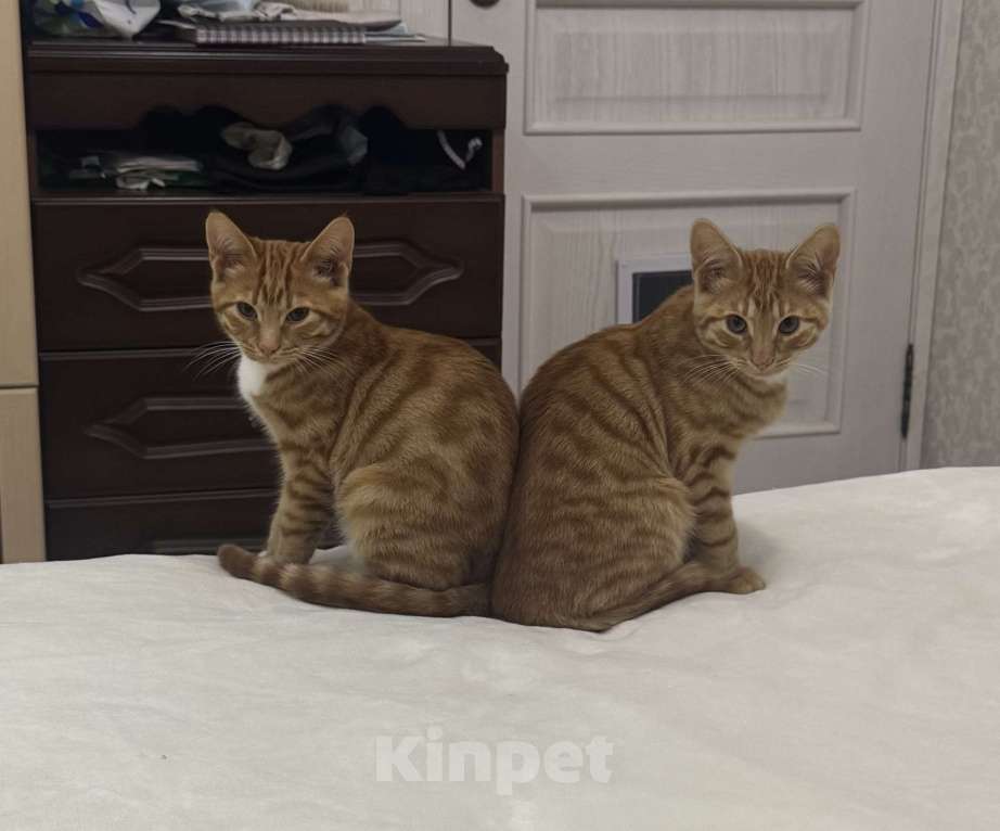 Кошки в Москве: Котенок 4 месяца Мальчик, Бесплатно - фото 3