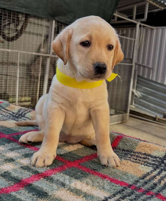 Собаки в Краснодаре: Щенок лабрадора палевый  Девочка, 25 000 руб. - фото 7