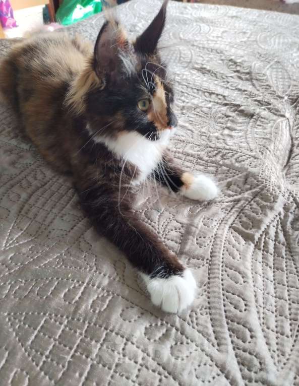 Кошки в Петрозаводске: Котята мейн-кун  Девочка, Бесплатно - фото 6