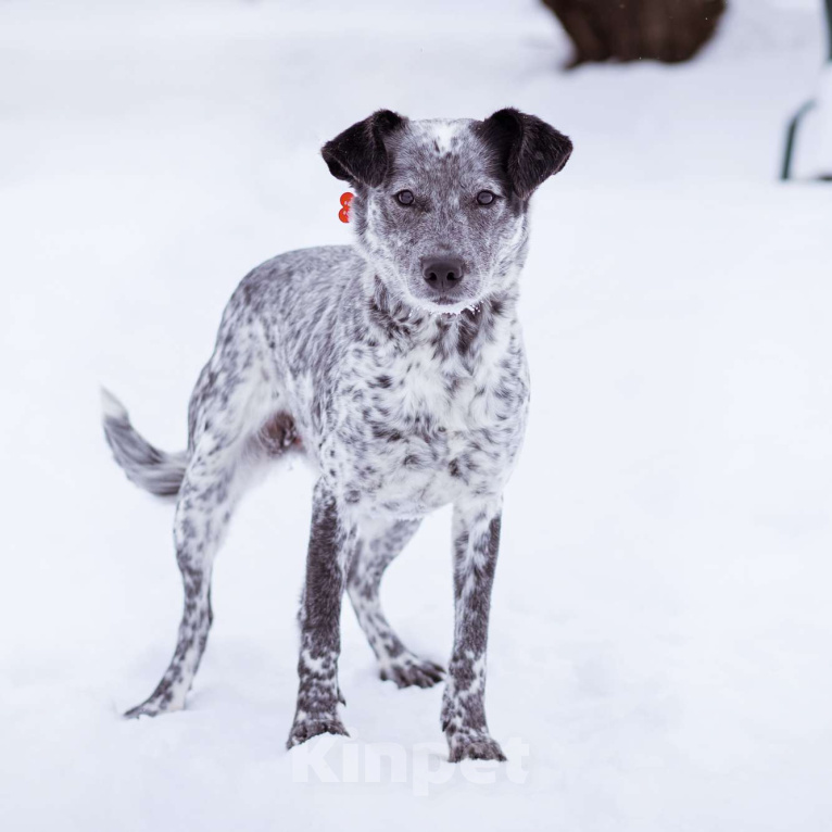 Собаки в Москве: Метис в добрые руки! Девочка, Бесплатно - фото 10