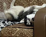 Собаки в Камне-На-Оби: Вязка, 1 000 руб. - фото 3