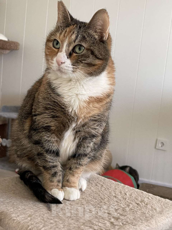 Кошки в Санкт-Петербурге: Кошка ищет дом Девочка, Бесплатно - фото 3