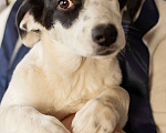 Собаки в Москве: Белый щенок Эмми в добрые руки Девочка, 1 руб. - фото 4