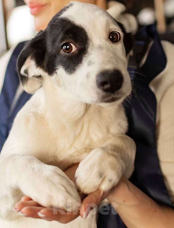 Собаки в Москве: Белый щенок Эмми в добрые руки Девочка, 1 руб. - фото 4