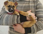 Собаки в Москве: Ищет дом отважная малышка Мо Девочка, Бесплатно - фото 2