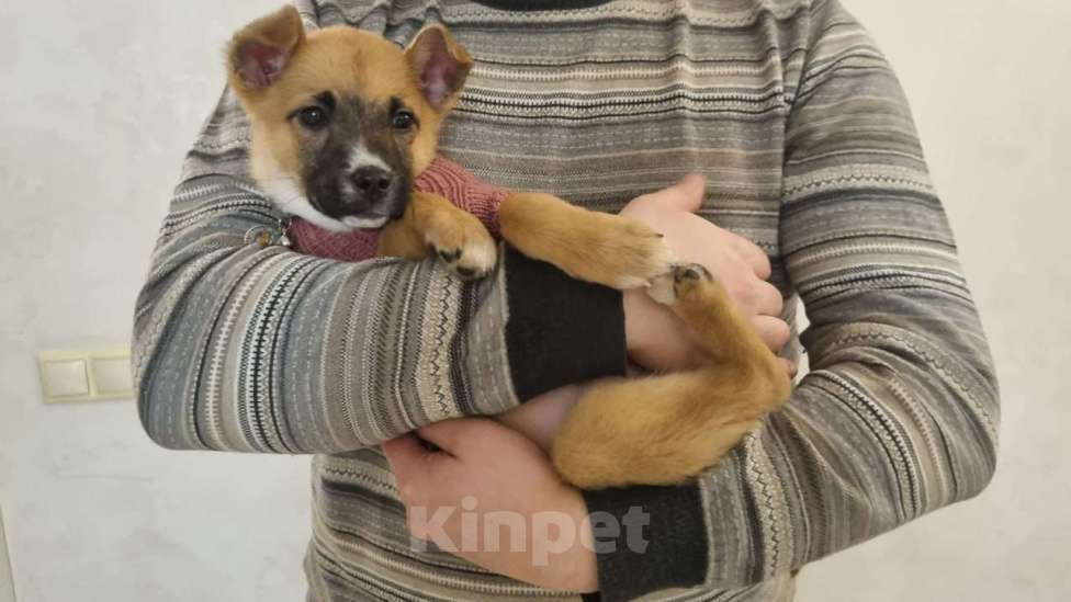 Собаки в Москве: Ищет дом отважная малышка Мо Девочка, Бесплатно - фото 2