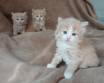 Кошки в Москве: Сибирские котята Мальчик, Бесплатно - фото 8