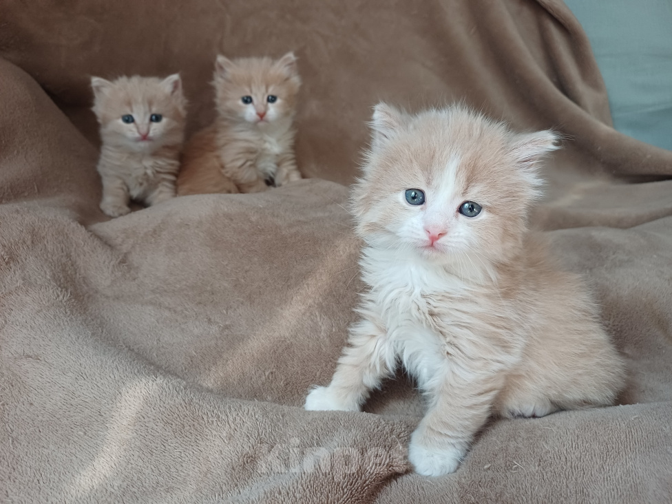 Кошки в Москве: Сибирские котята Мальчик, Бесплатно - фото 8