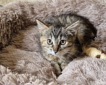 Кошки в Москве: Котенок Лили ищет дом Девочка, Бесплатно - фото 2