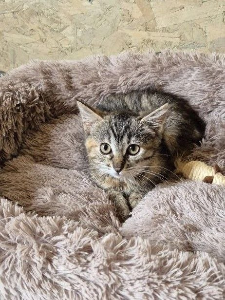 Кошки в Москве: Котенок Лили ищет дом Девочка, Бесплатно - фото 2