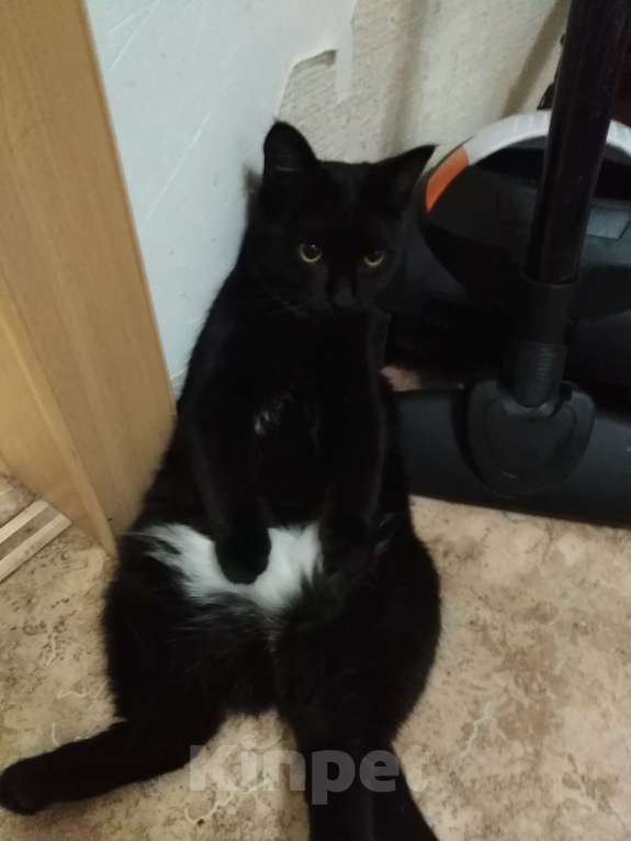 Кошки в Челябинске: Отдам в добрые руки кошечку Девочка, Бесплатно - фото 2