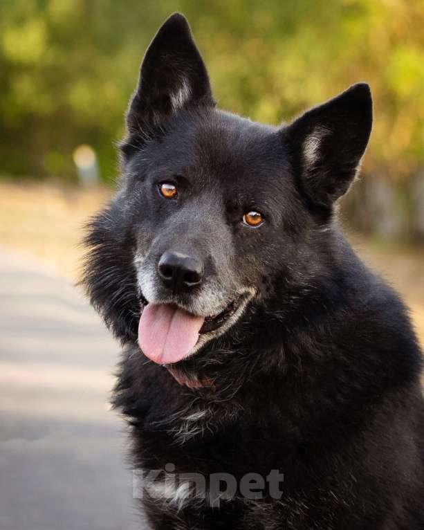 Собаки в Москве: Очень умный пёс-компаньон Мальчик, Бесплатно - фото 3